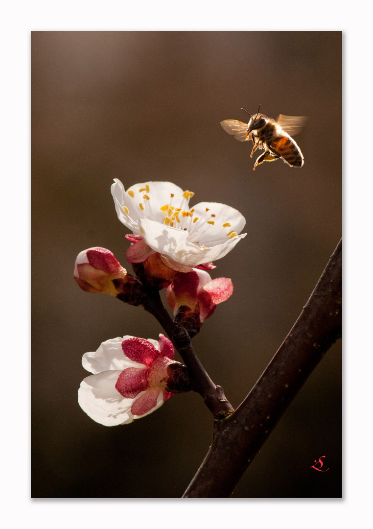 Aprikosenblüte mit Biene