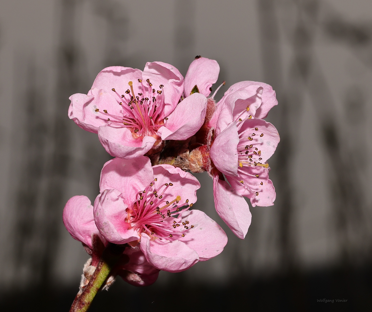 Aprikosenblüten