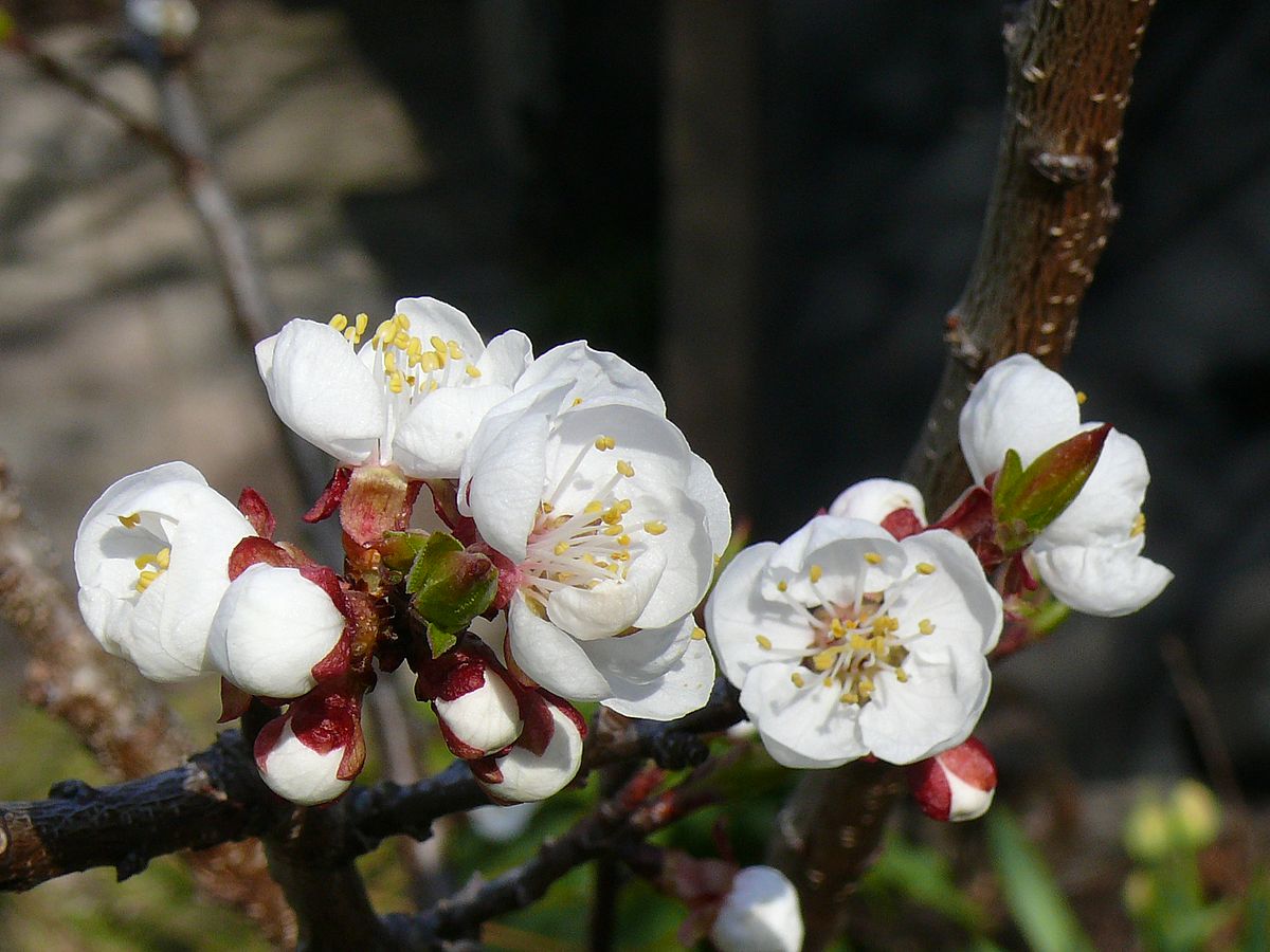 Aprikosenblüten