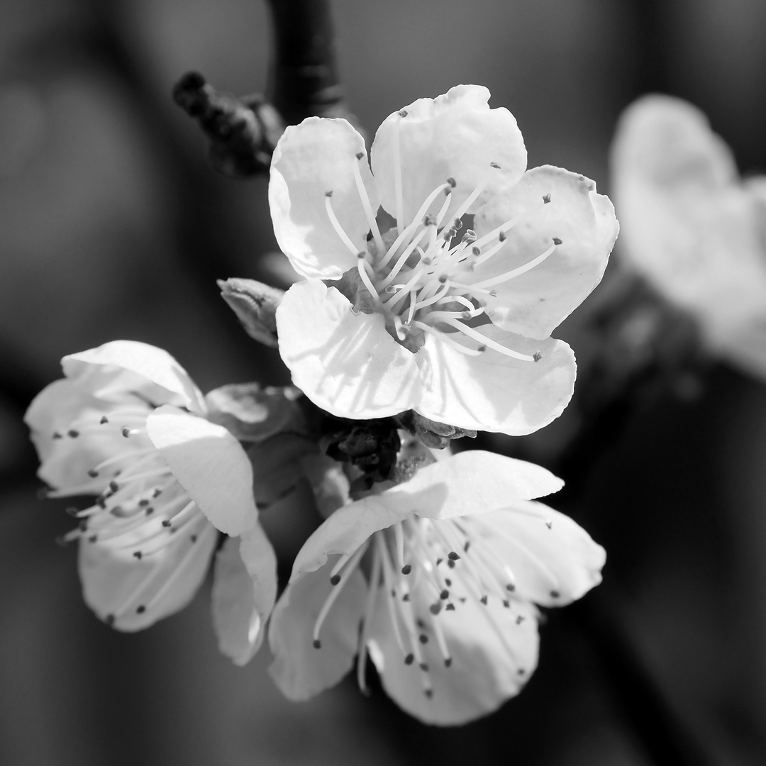 aprikosenblüten