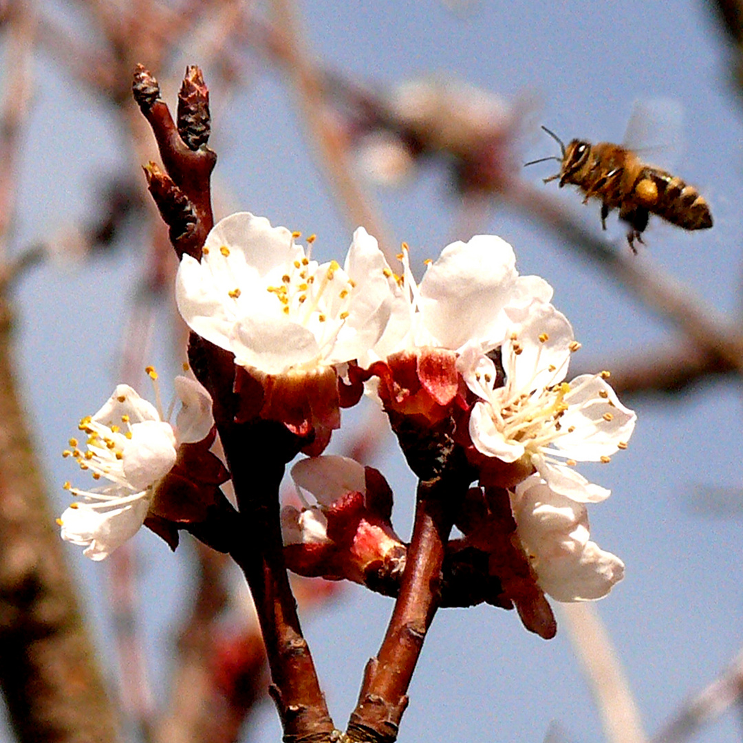 Aprikosenblüten