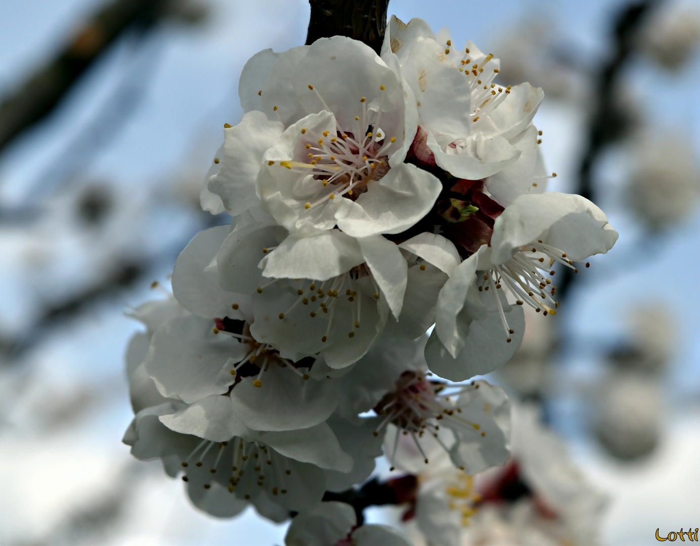 Aprikosenblüten