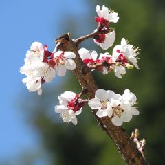 Aprikosenblüten