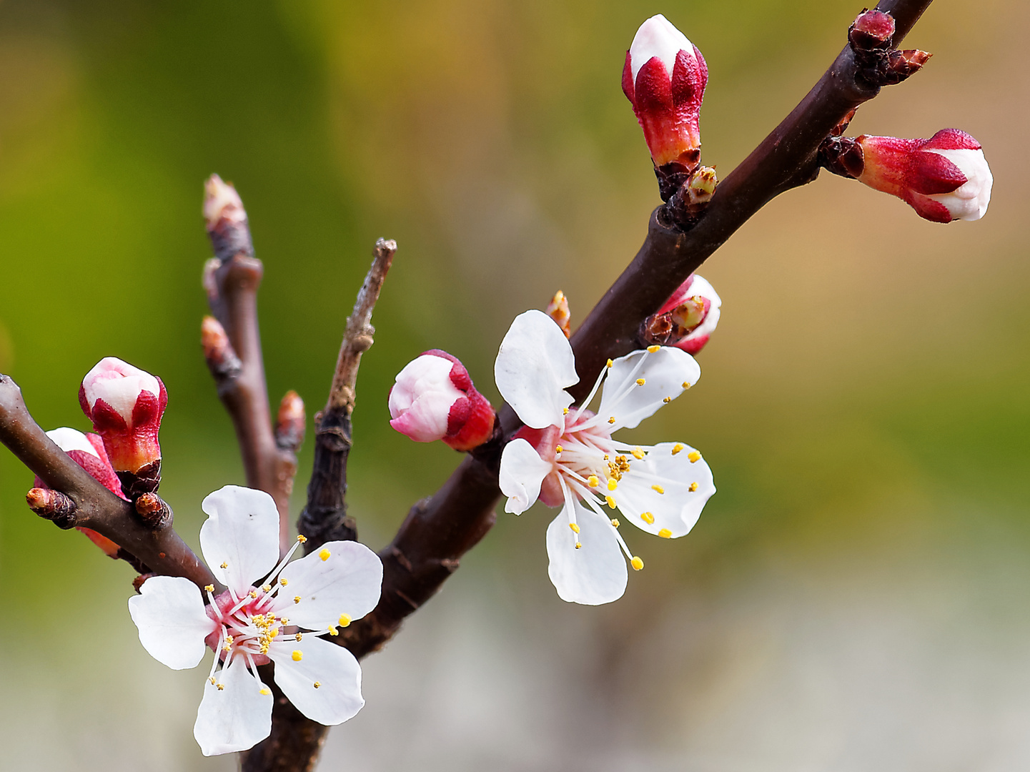 Aprikosenblüten