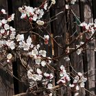 Aprikosenblüten an Holzwand
