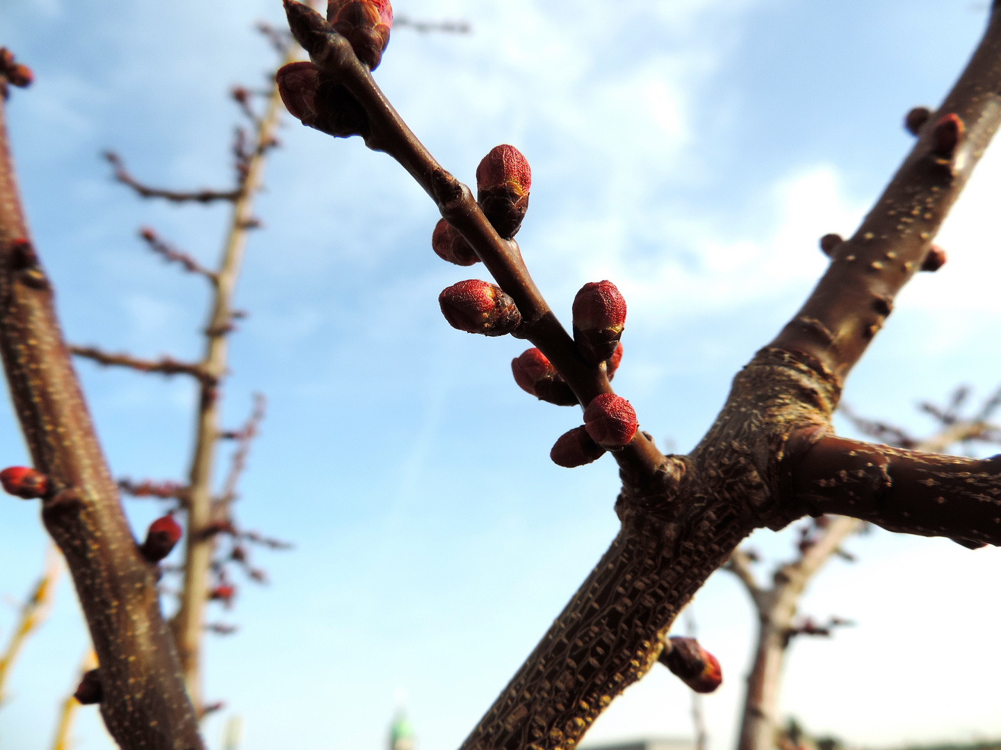 Aprikosenblüten auf der Terrasse