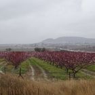 Aprikosenblüten im Februarregen