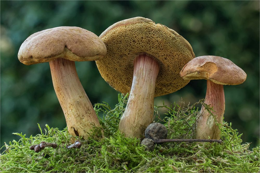 Aprikosenfarbener Röhrling (Rheubarbariboletus armeniacus)