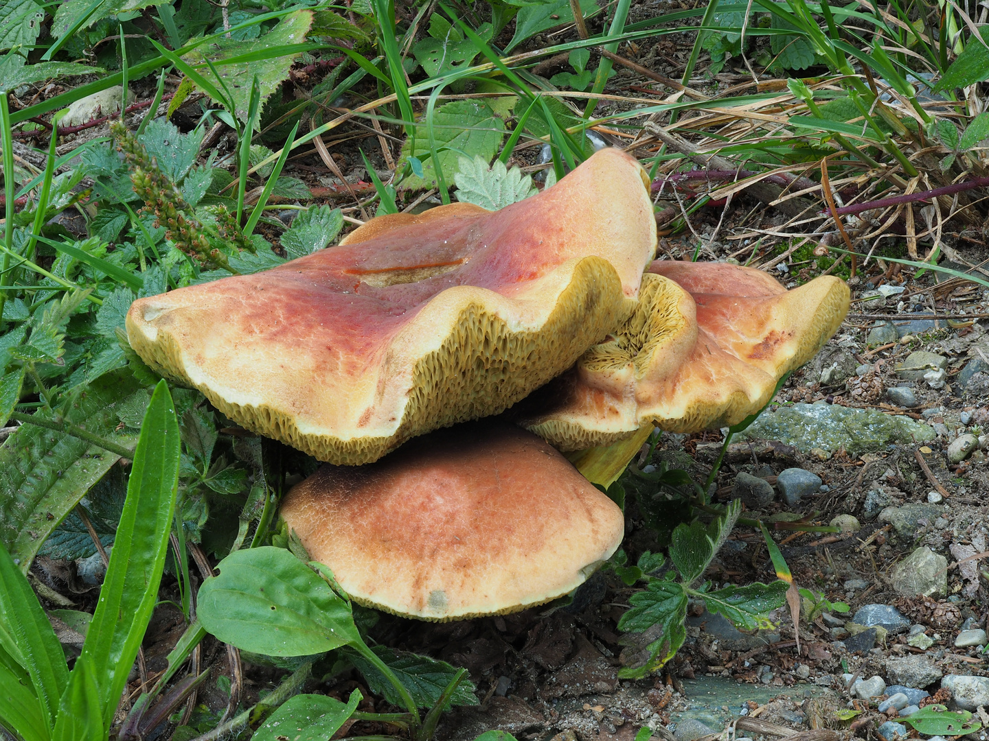 Aprikosenfarbener Röhrling, Xerocomus armeniacus