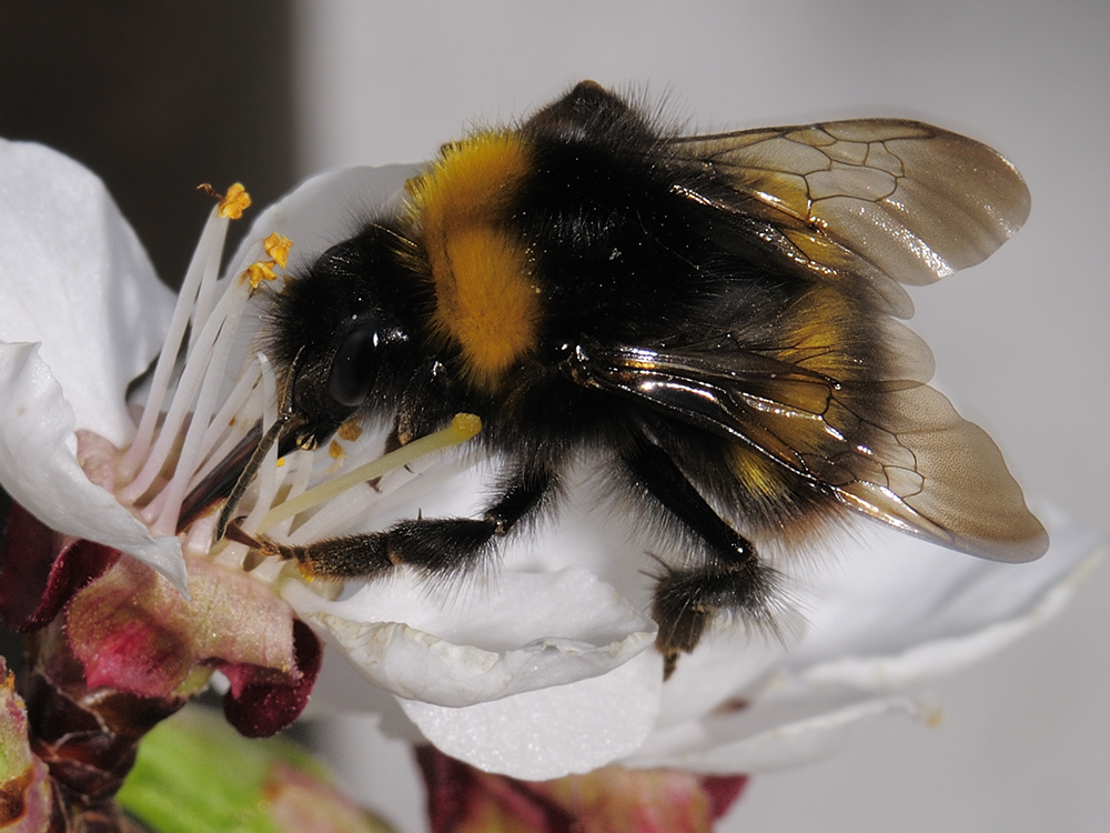 Aprikosenhummel