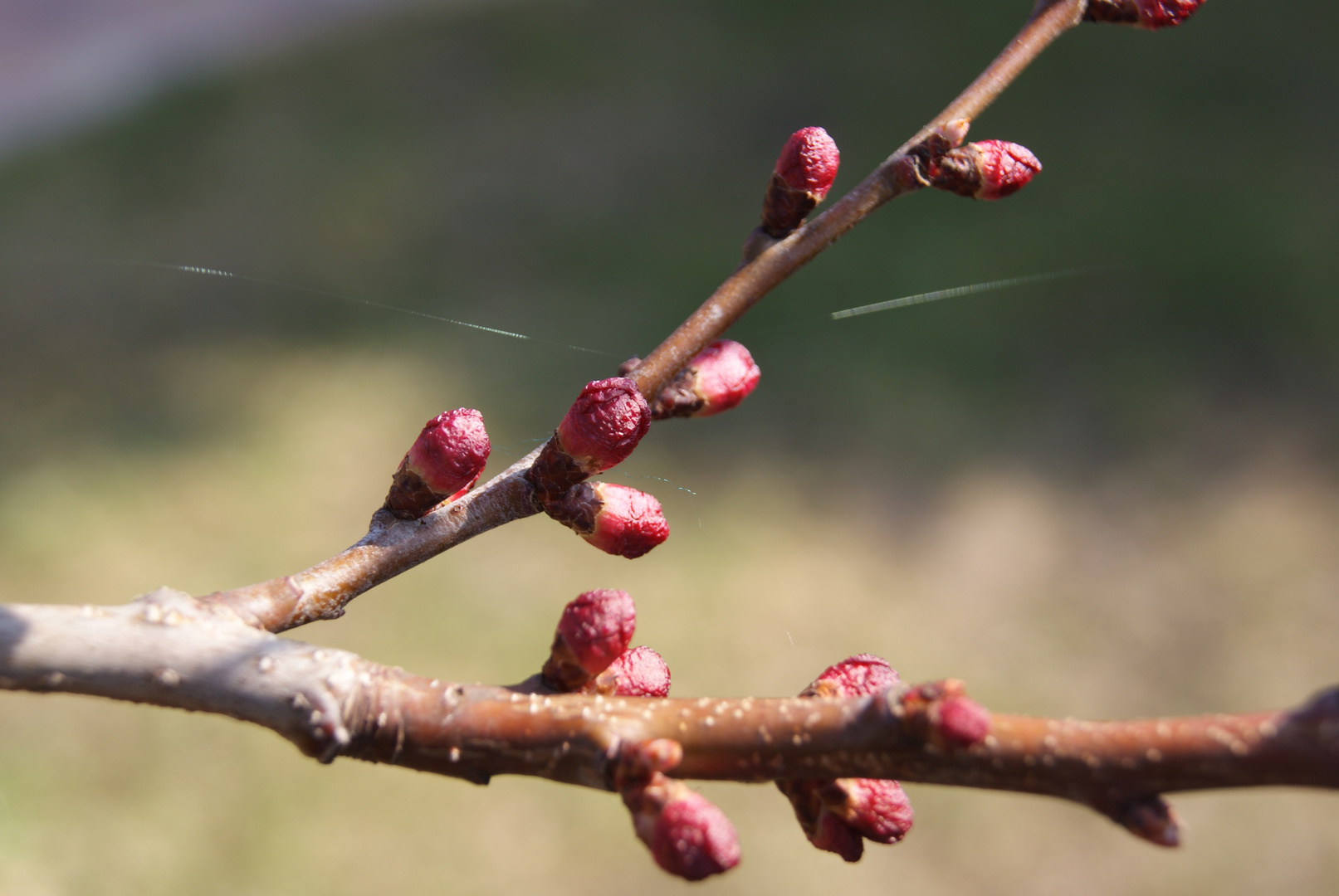 Aprikosenknospen im Frühjahr