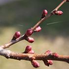 Aprikosenknospen im Frühjahr