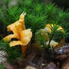 Aprikosenpfifferling, Cantharellus friesii 