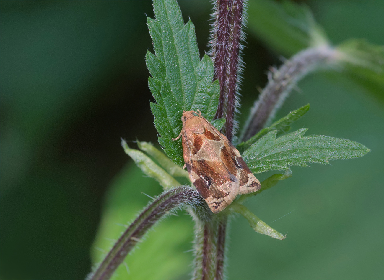 Aprikosenwickler (Archips xylosteana)