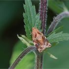 Aprikosenwickler (Archips xylosteana)