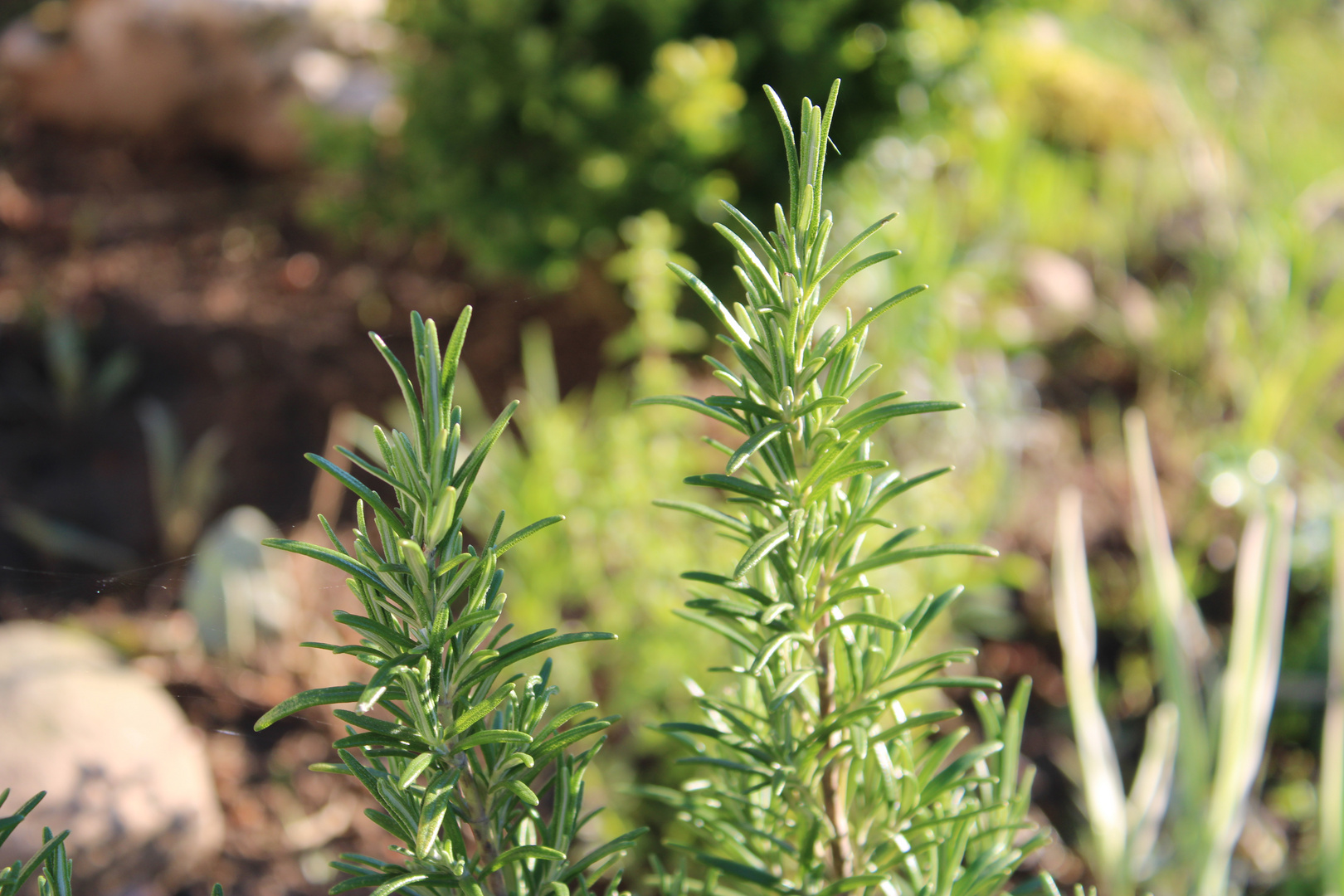 April 2019 Gartenfreuden