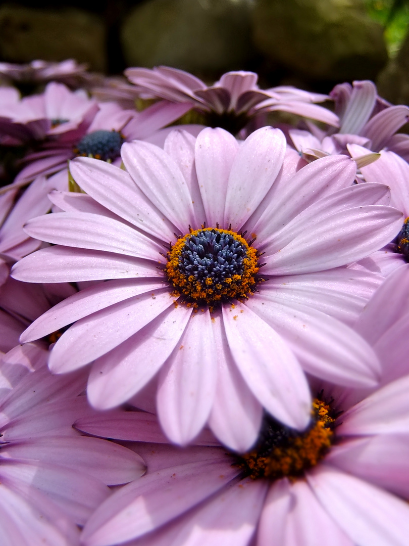 April Foto & Bild pflanzen, pilze & flechten, blüten & kleinpflanzen