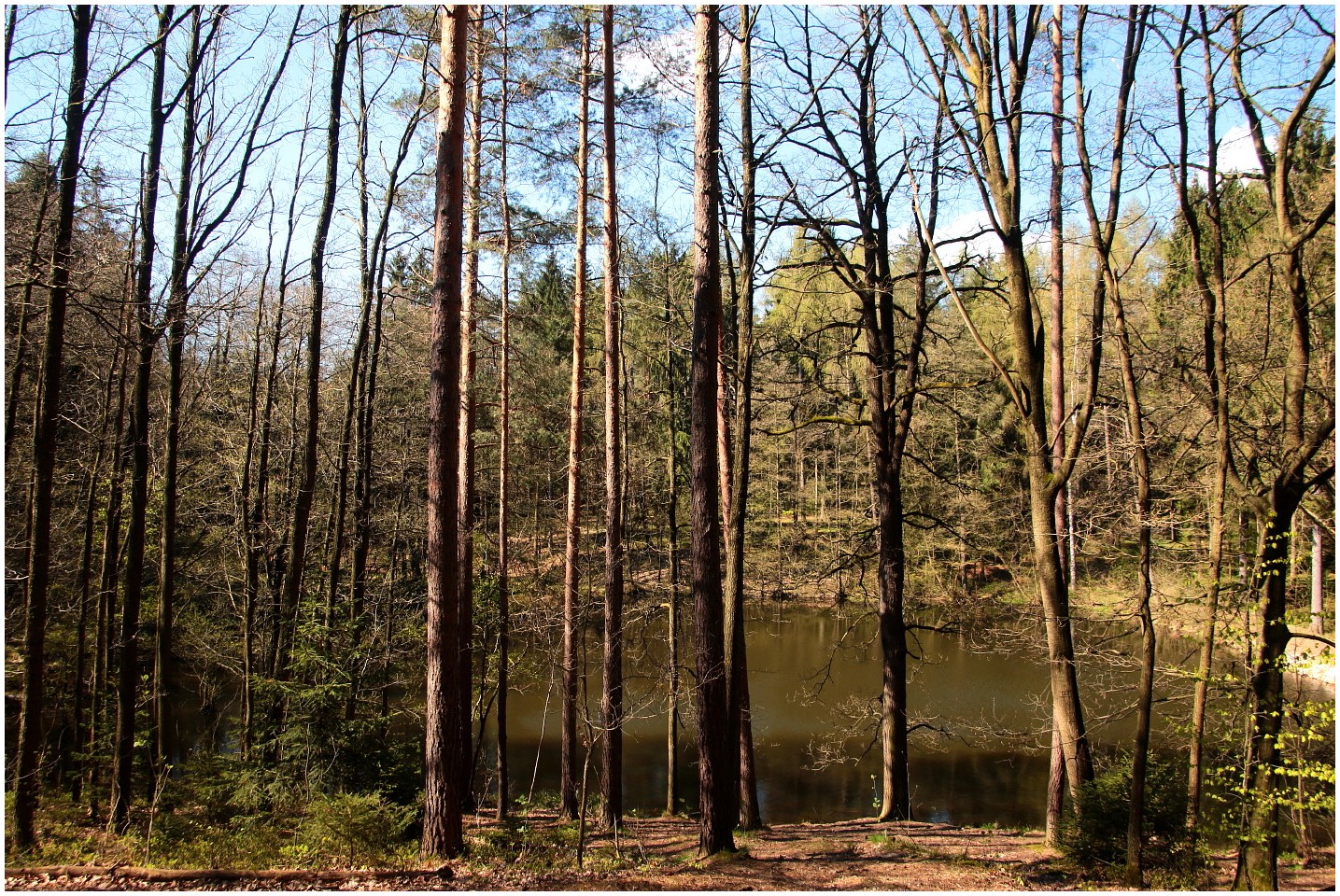 April am Waldteich