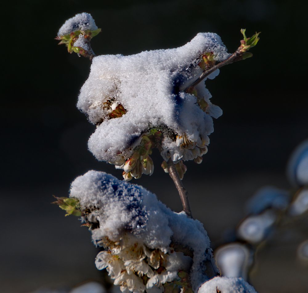 April, April, der macht was erwill