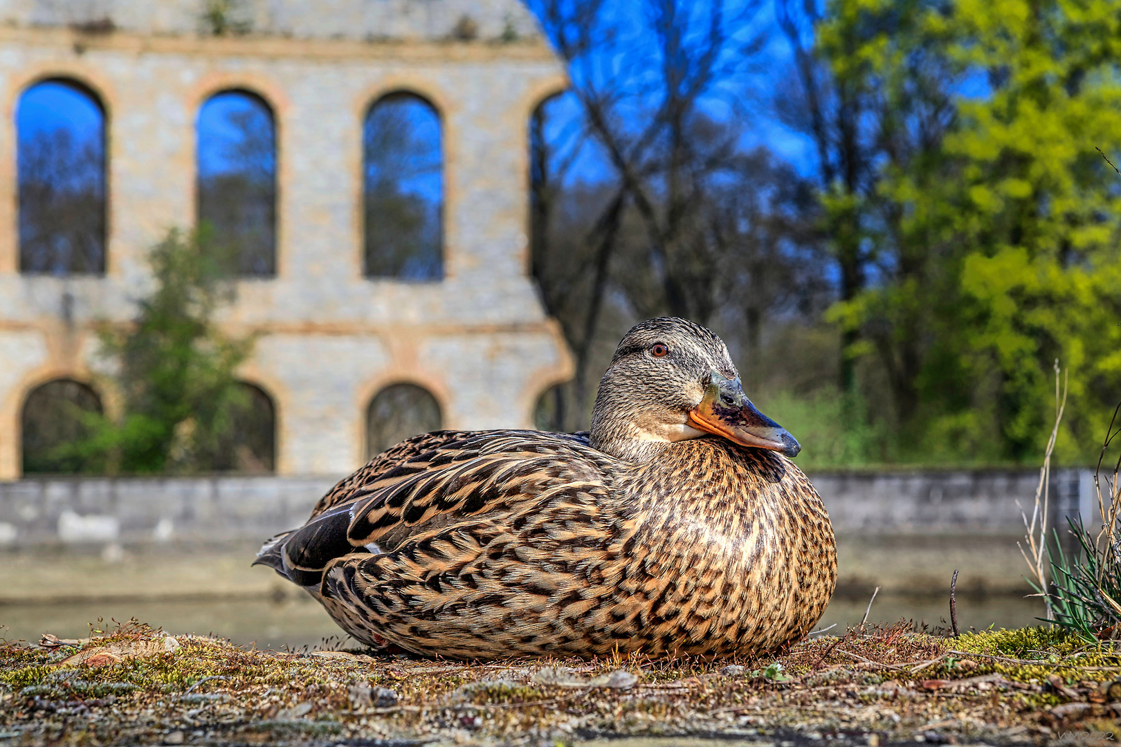 - APRIL, APRIL - ich bin (k)eine Ente! -