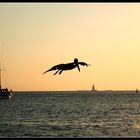 April Fool's Day Pelican in Key West