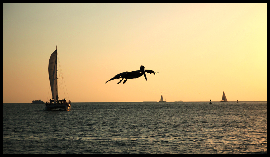 April Fool's Day Pelican in Key West