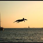 April Fool's Day Pelican in Key West