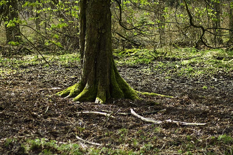 April im Teutoburgerwald