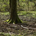 April im Teutoburgerwald