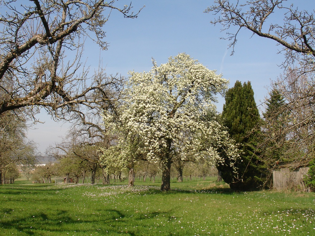 April in den Obstwiesen