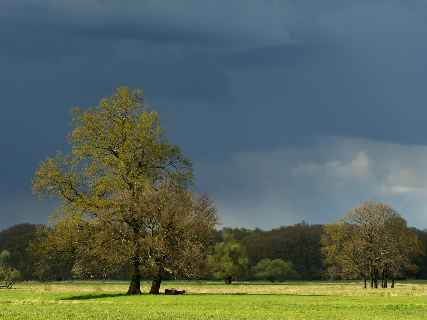 April in der Elbaue