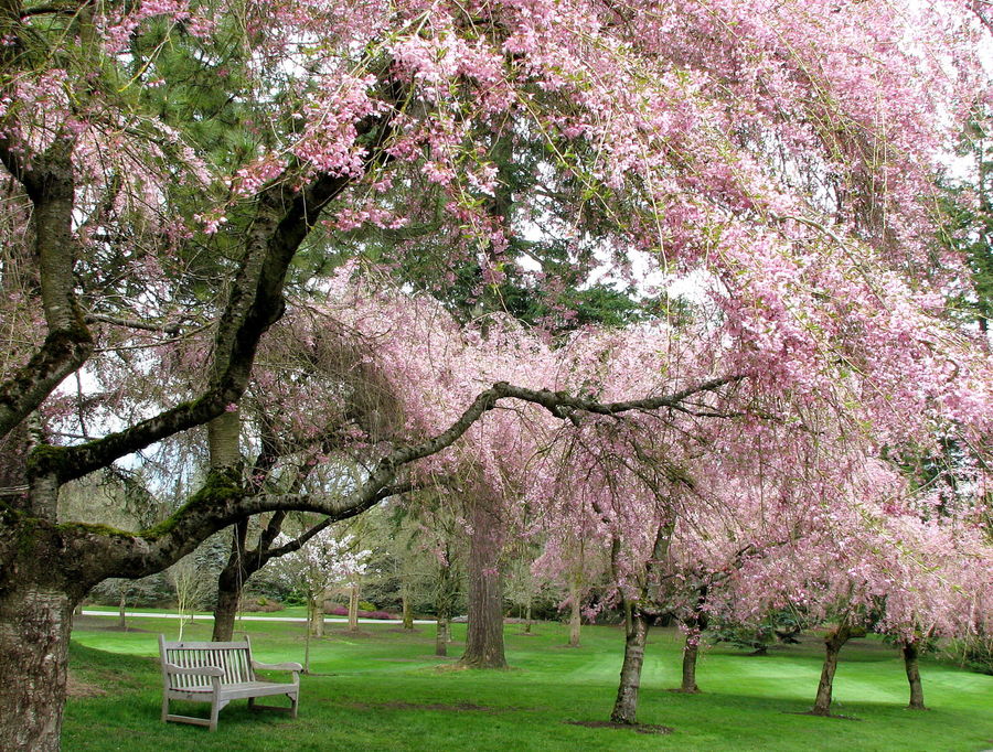 April in Vancouver (1)