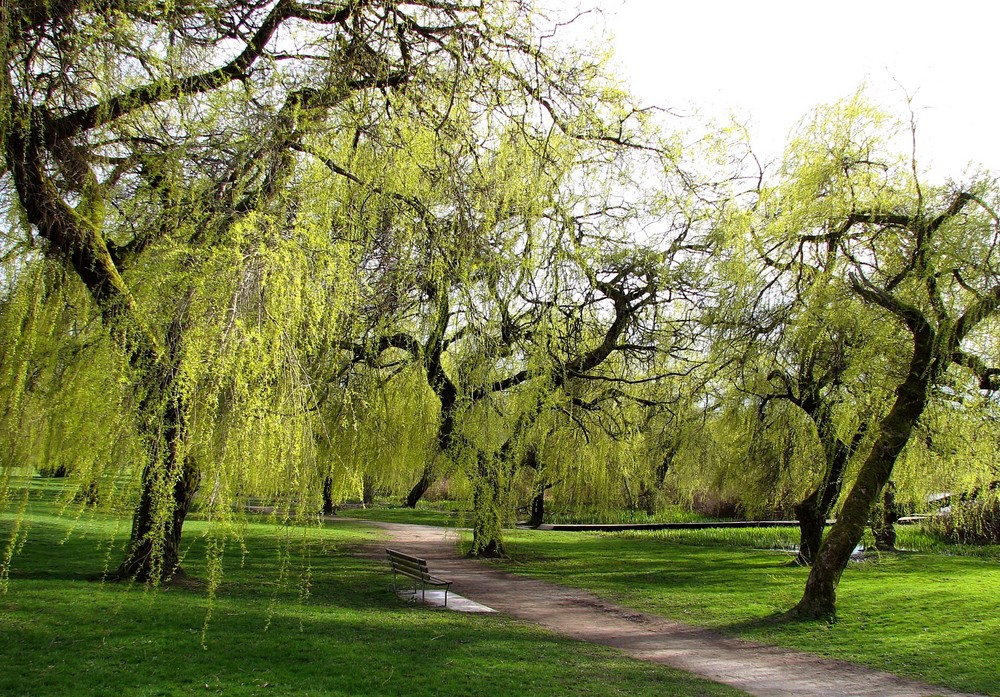 April in Vancouver (3)