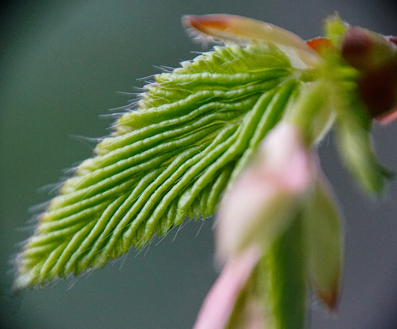 April-Makro: Die Hainbuchenhecke schlägt aus