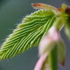 April-Makro: Die Hainbuchenhecke schlägt aus