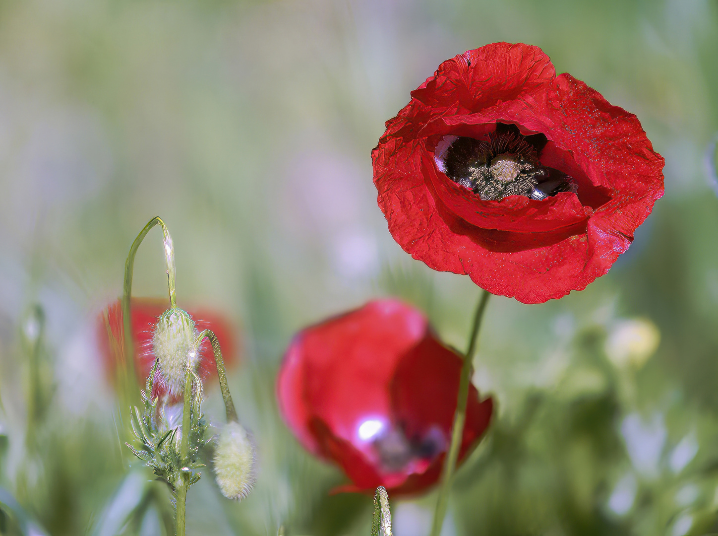 April-Mohn