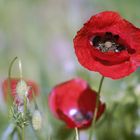 April-Mohn