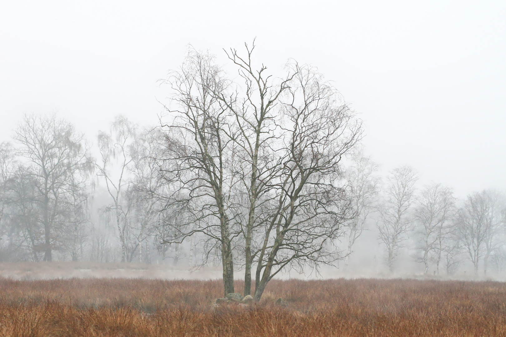 April-Morgen im Moor  -  April morning on the moor