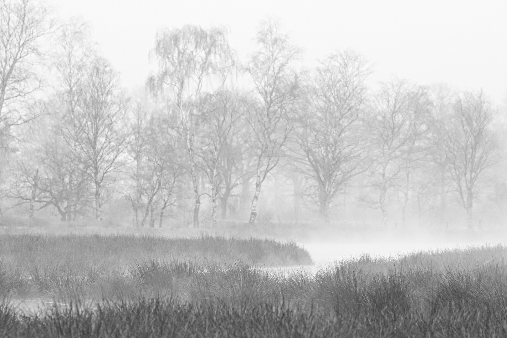 April-Morgen im Moor II- April morning on the moor II