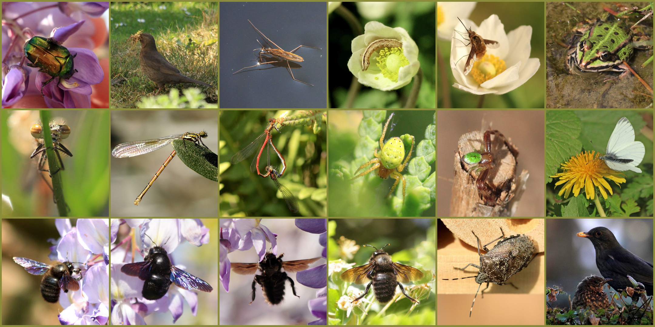 April-"Safari" im Garten zu Hause!