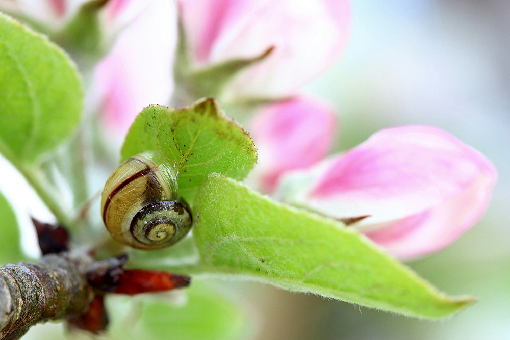 *April-Schnecke*