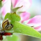 *April-Schnecke*