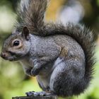 April Squirrel