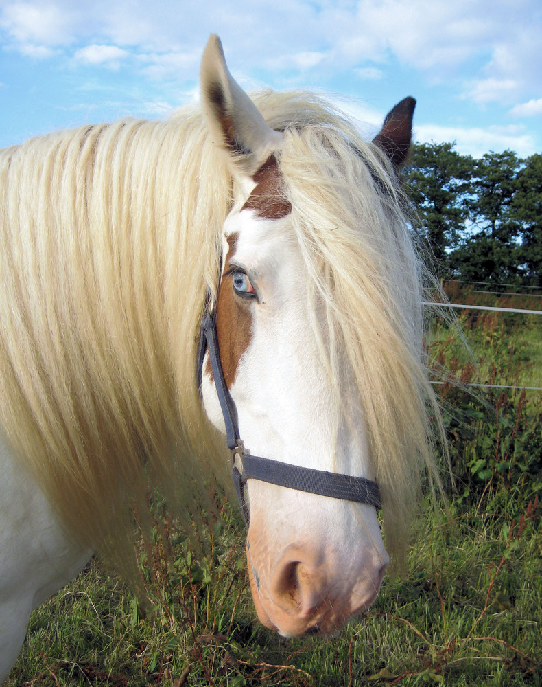 April, the Tinker horse with blue eyes