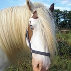 April, the Tinker horse with blue eyes