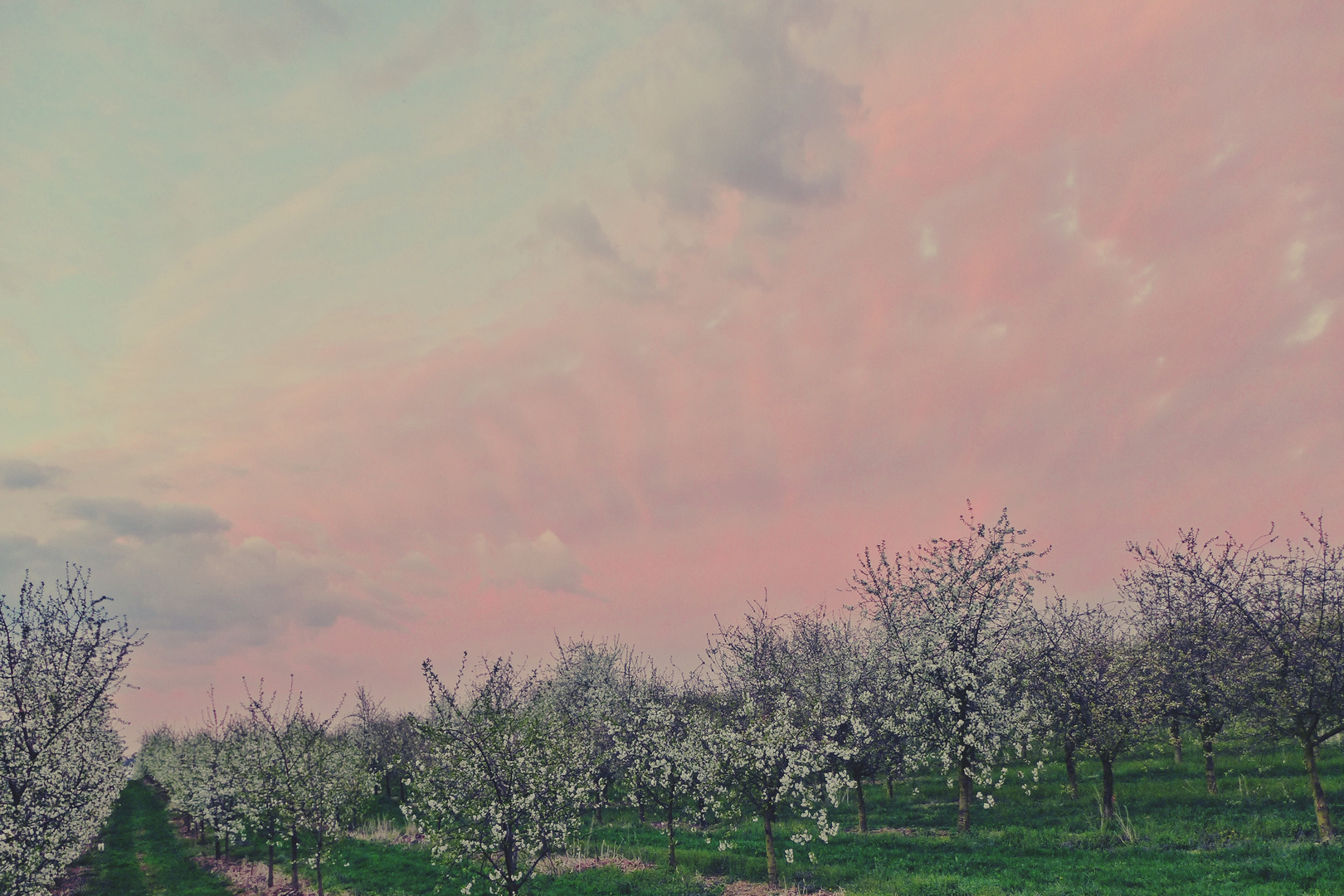 Aprilabend in den Kirschplantagen