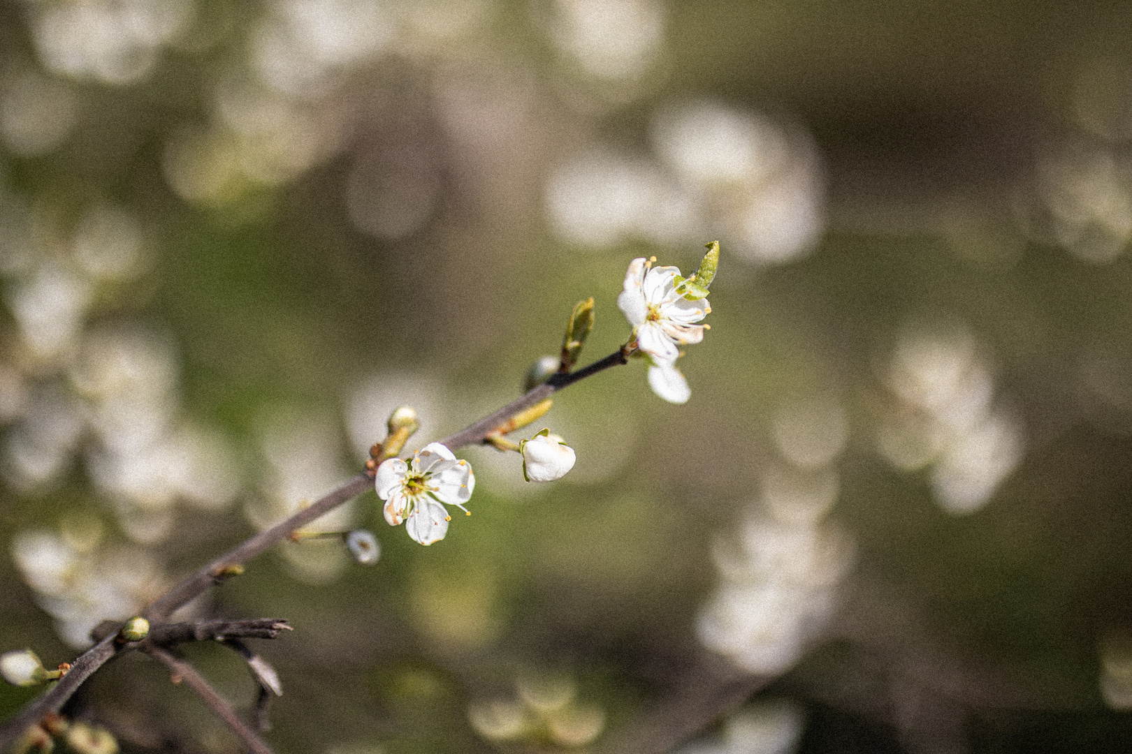 Aprilblüte.