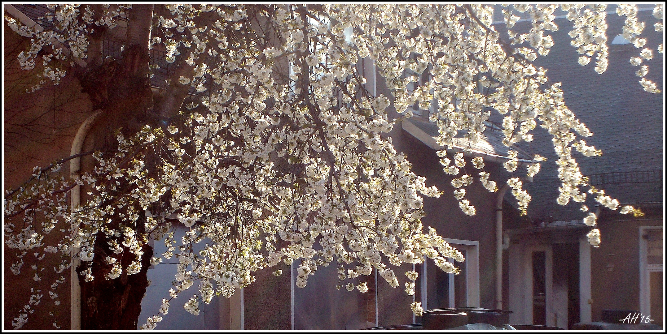 Aprilblüte in Chemnitz/1