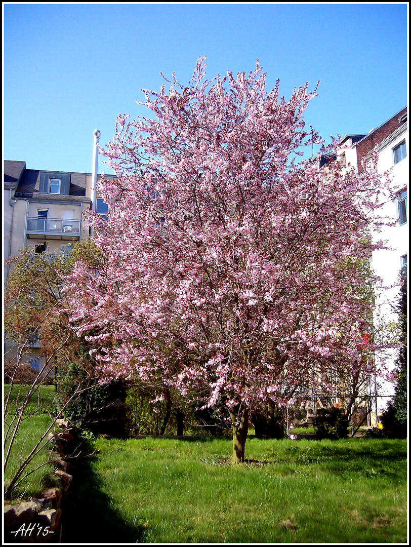 Aprilblüte in Chemnitz/2