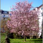 Aprilblüte in Chemnitz/2